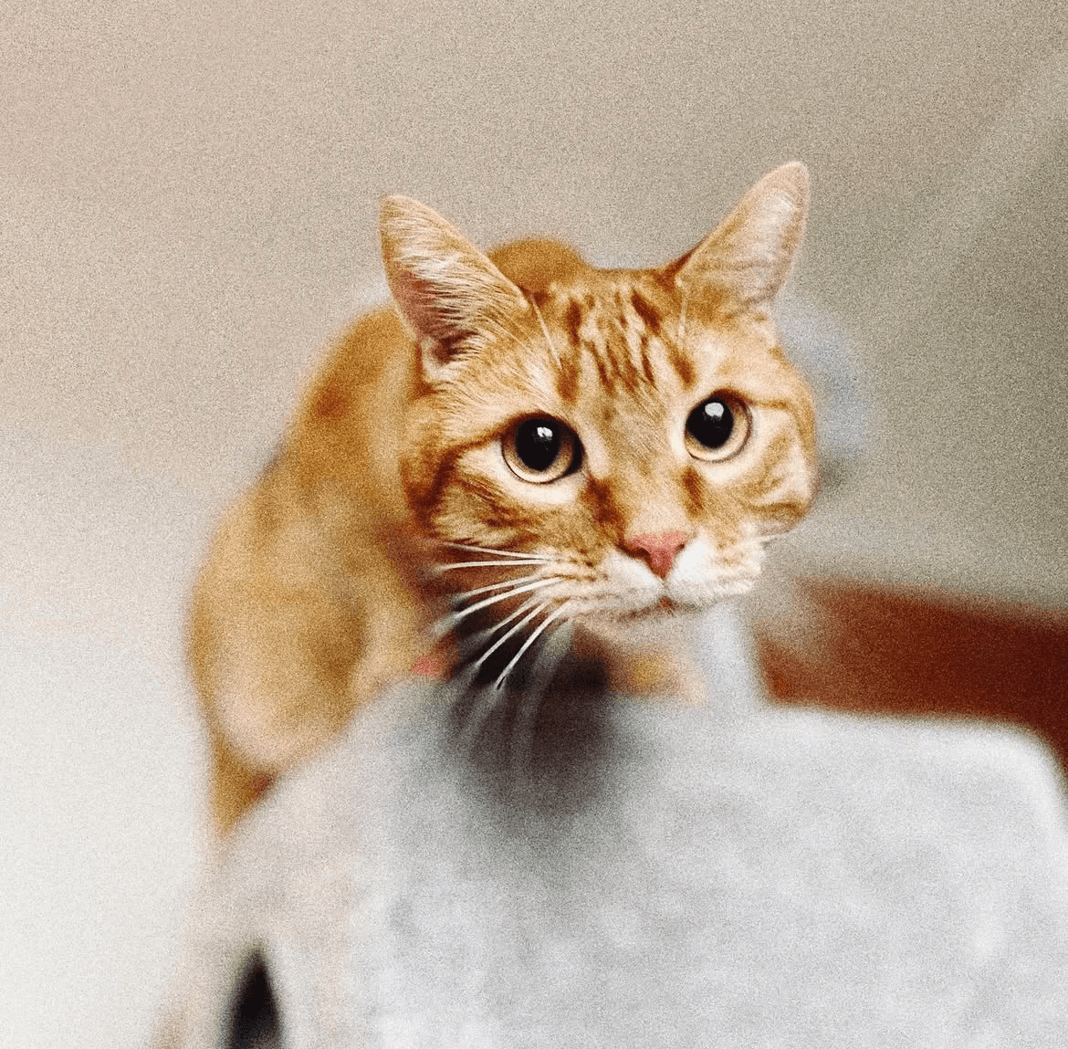 Orange tabby cat
