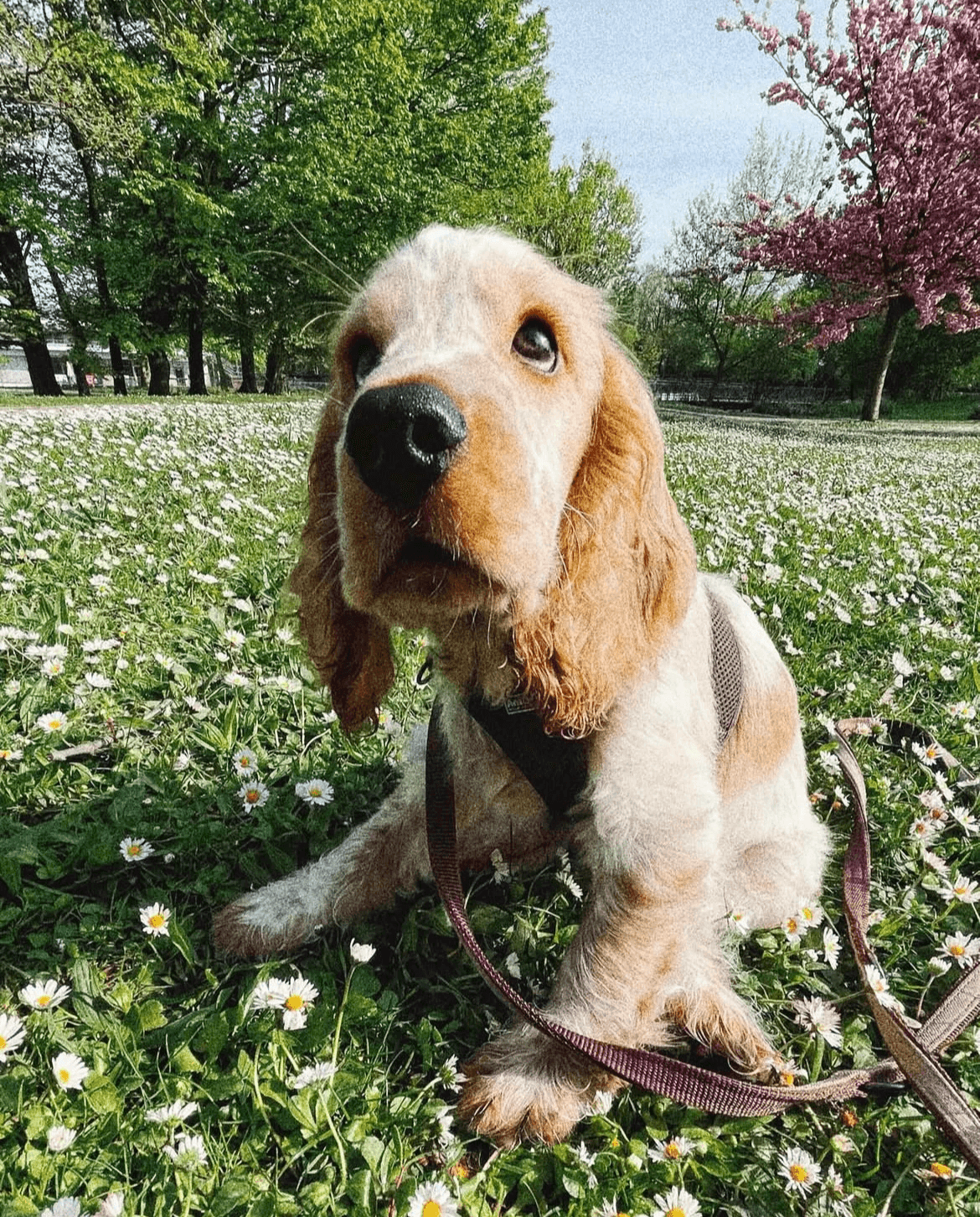 Dog in a flower field